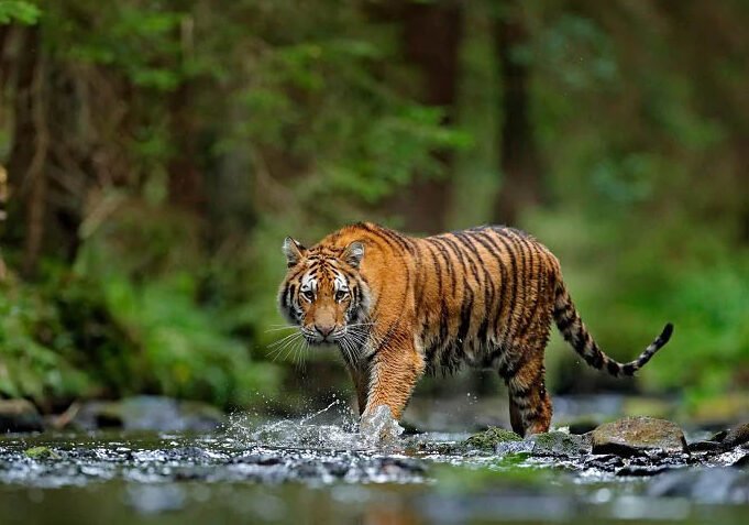 Kerala Wildlife & Nature Tour